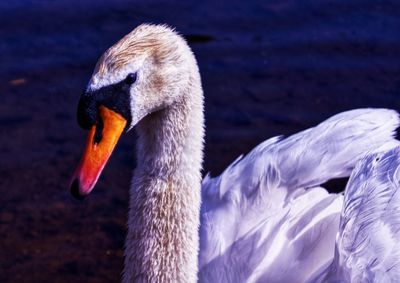 Close-up of swan