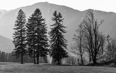 Pine trees on field against sky