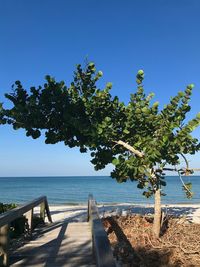 Tree by sea against clear blue sky