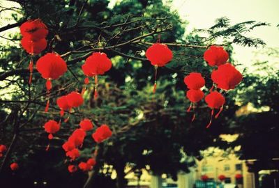 Close-up of red flowers