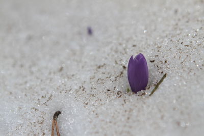 Close-up of purple flower on beach