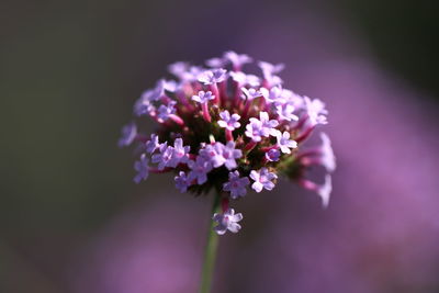 Close-up of purple flowering plant