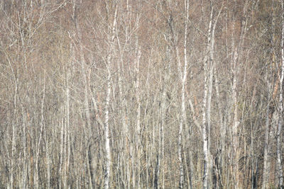 Full frame shot of bare trees in forest