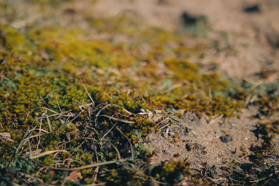 Close-up of moss growing on tree trunk