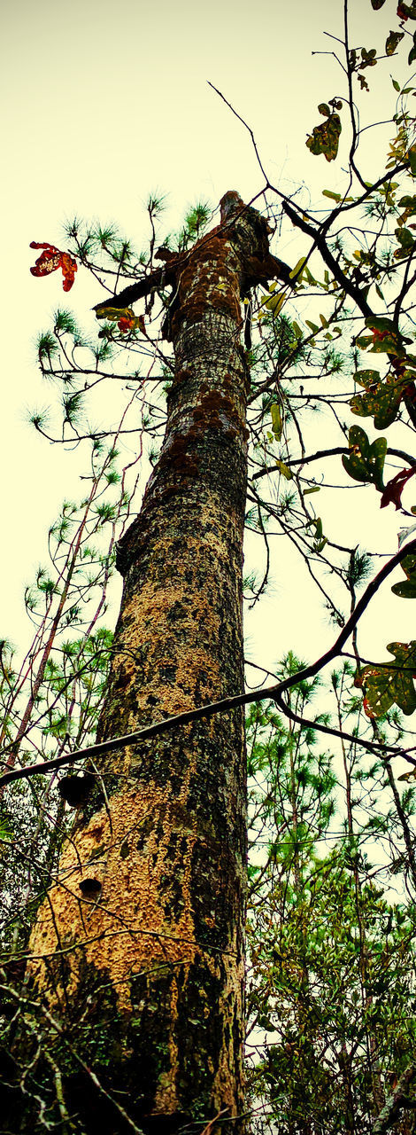 LOW ANGLE VIEW OF A BIRD ON TREE