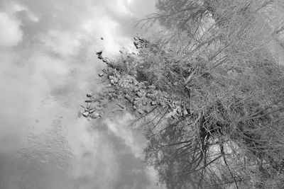 Low angle view of tree against sky