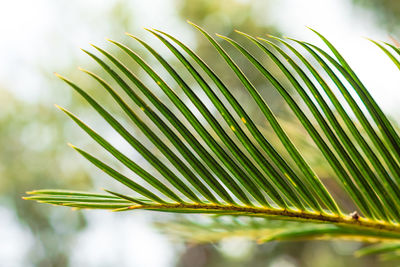 Close-up of palm leaf against sky