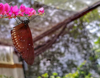 Close-up of butterfly pollinating on flower