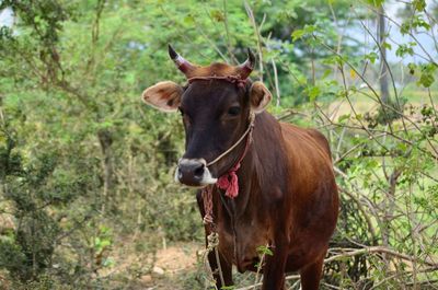 Cow standing in a field