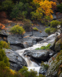 Scenic view of waterfall in forest