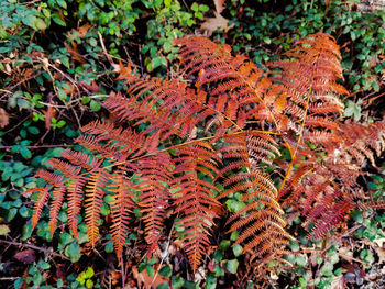 High angle view of autumn leaves on field