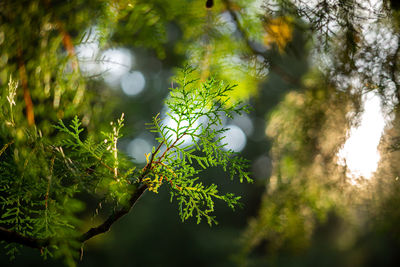 Low angle view of lichen growing on tree