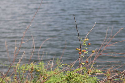 Close-up of plants against sea