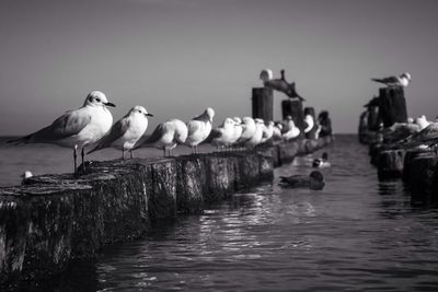 Seagulls perching on wooden posts in sea against sky