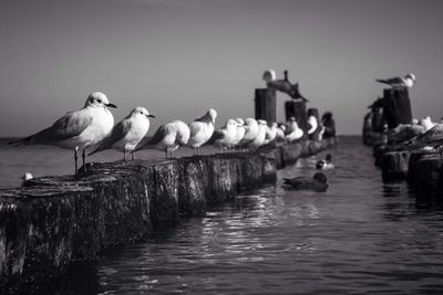 Birds on wooden post