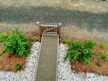 High angle view of plants on road