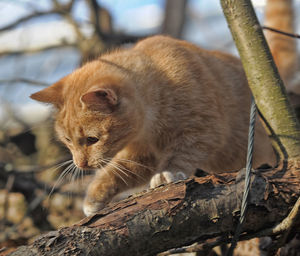 Close-up of a cat