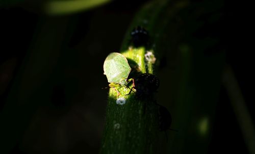 Close-up of insect on leaf