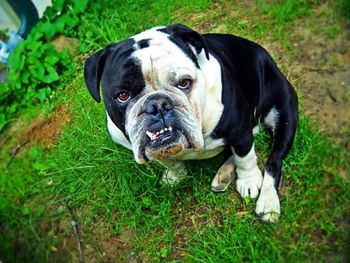 Portrait of dog on grassy field