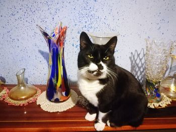 Portrait of cat sitting on table