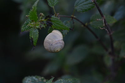 Close-up of snail on plant