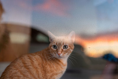 Close-up portrait of a cat looking away