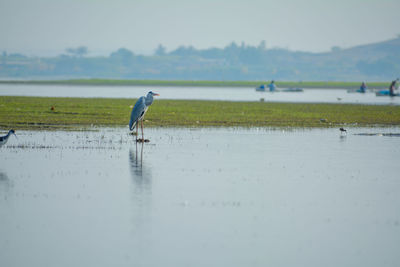 Bird perching on a lake