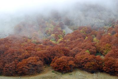 High angle view of trees growing at forest during autumn