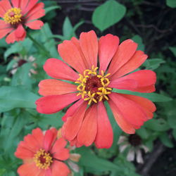 Close-up of red flowering plant in park