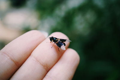 invertebrate