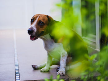 Close-up of dog beagle