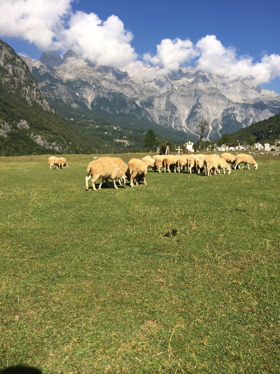 animal themes, mountain, domestic animals, mammal, mountain range, grass, landscape, sky, livestock, field, sheep, nature, cow, grazing, beauty in nature, scenics, medium group of animals, tranquility, domestic cattle