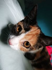 Close-up portrait of a cat