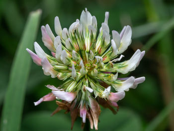 Close-up of white flowering plant