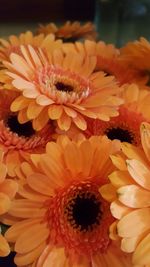 Close-up of orange flower blooming outdoors