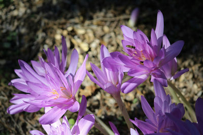 Close-up of purple crocus blooming outdoors