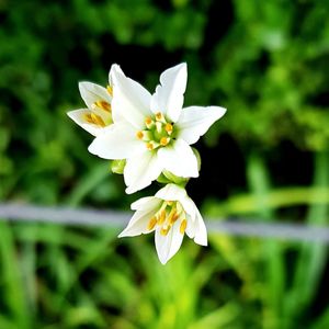 Close-up of white flowering plant