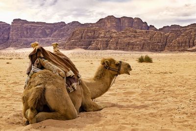 View of camel resting on sand by rocky cliff