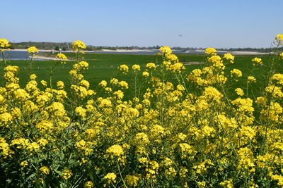 Scenic view of oilseed rape field against sky