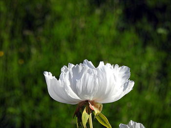 Close-up of white flowering plant on field