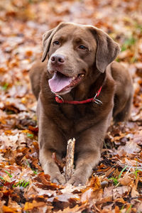 Dog looking away