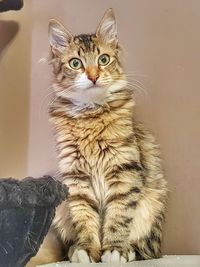 Portrait of a cat sitting on wall