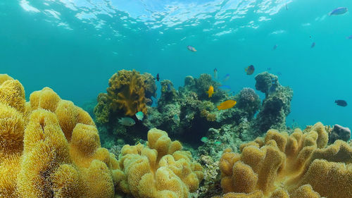 Tropical coral reef and fishes underwater. hard and soft corals. 