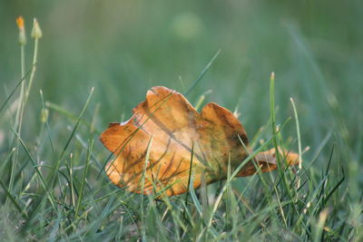 Close-up of dry leaves on field