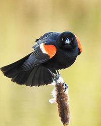 Close-up of bird perching on a branch