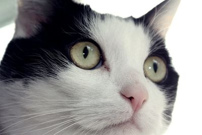 Close-up portrait of cat