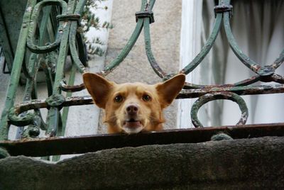 Portrait of a dog