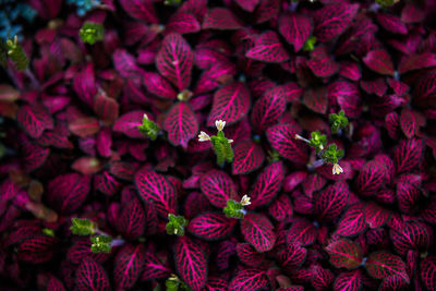 Full frame shot of purple flowering plants