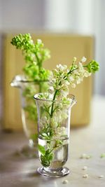 Close-up of flower plant on table