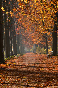 Empty footpath covered with fallen autumn leaves by trees at park